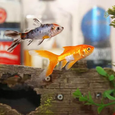 Apartamento Hobbit Hole