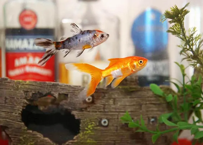 Apartment Hobbit Hole